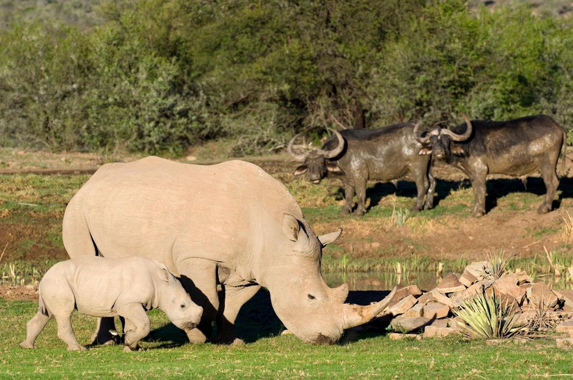 Graaff-Reinet Samara Karoo Reserve 빌라 외부 사진