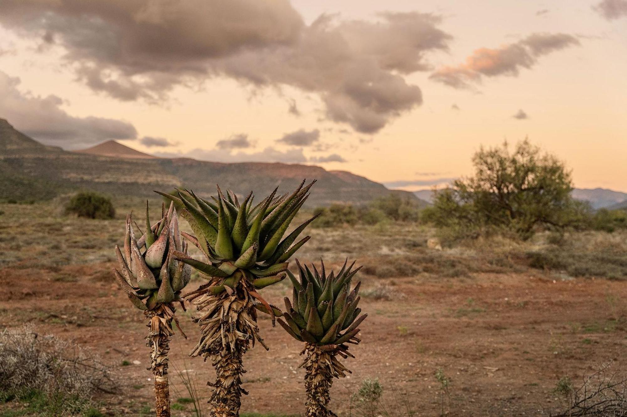 Graaff-Reinet Samara Karoo Reserve 빌라 외부 사진